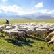 en herde är ute med sina får i ett stort landskap.jpg
