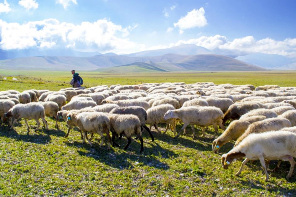 en herde är ute med sina får i ett stort landskap.jpg