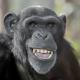 en porträtt bild av en schimpans.jpg