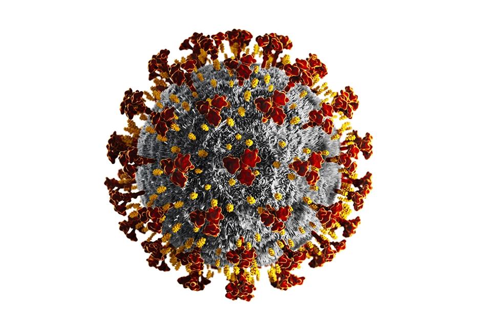 coronaviruset mot vit bakgrund.jpg