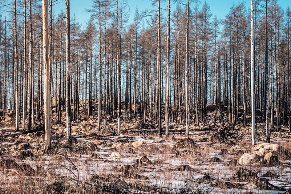 Träd Efter En Skogsbrand