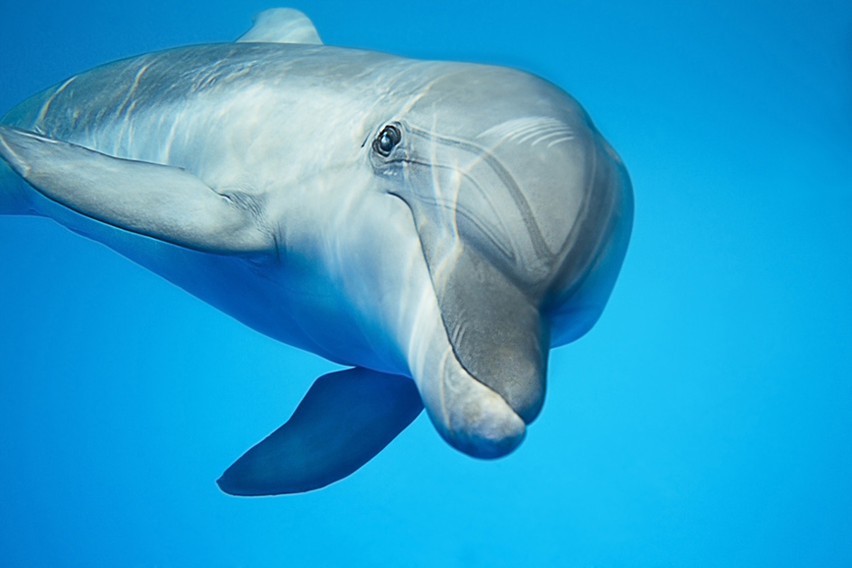 delfin-hållbarhet.jpg