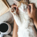 myser-med-gullig-katt.jpg
