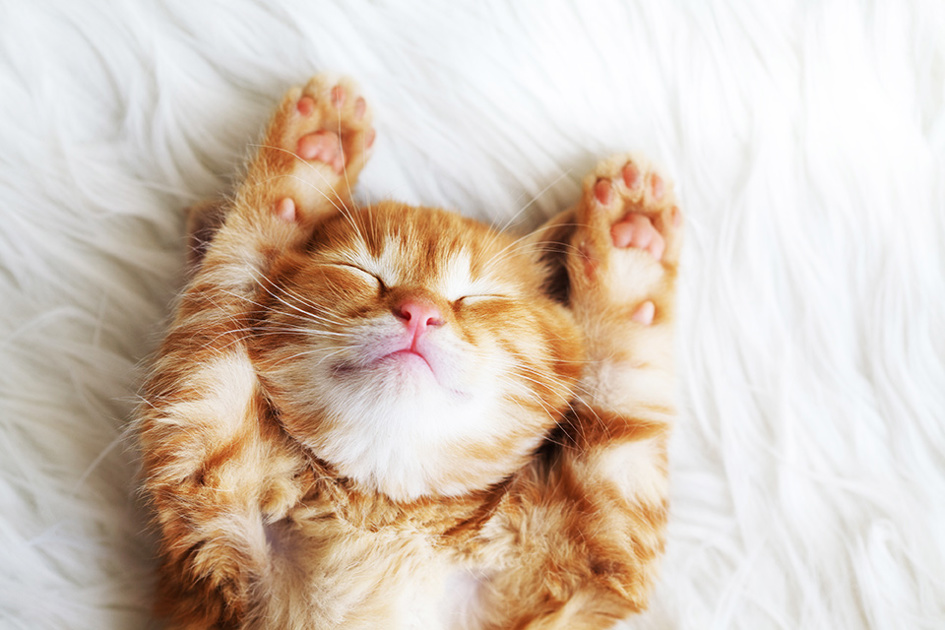 katt-kattlada.jpg