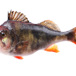 fisk-960640.jpg