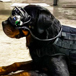 Hund Med Ar Glasögon