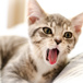 Katt 960640