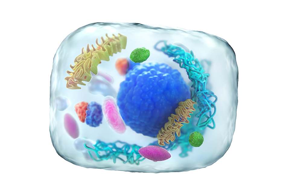 En Genomskinlig Cell, Conceptbild