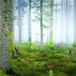 En Dimmig Skog I Alsace I Frankrike