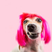 Rolig Hund Med Peruk Mor Rosa Bakgrund
